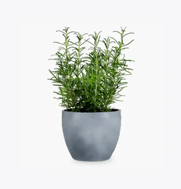 product-image-5_optimized Odio Pellentesque